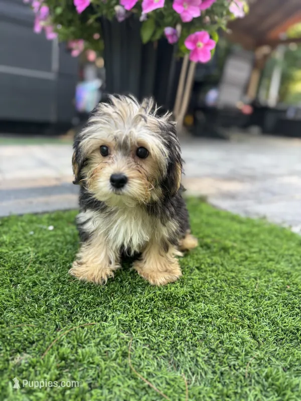 Jimmy – Yorkshire Terrier puppy for sale in Ludlow, MA