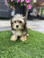 Jimmy, a male Yorkshire Terrier for sale in Ludlow, MA – 1 of 3