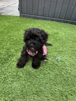 Maizee, a female Yorkshire Terrier and Poodle - Toy  for sale in Ludlow, MA – 3 of 5