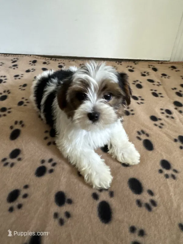 Tucker – Yorkshire Terrier puppy for sale in Ludlow, MA