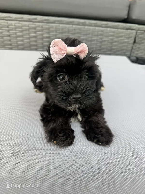 Daisy – Yorkshire Terrier, Poodle - Toy  puppy for sale in Ludlow, MA