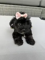 Daisy, a female Yorkshire Terrier and Poodle - Toy  for sale in Ludlow, MA – 1 of 5