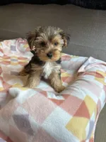 Charlie, a female Yorkshire Terrier for sale in Ludlow, MA – 2 of 3