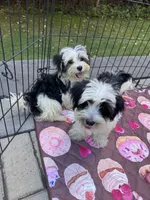 Yellow, a male Maltese and Yorkshire Terrier for sale in Ludlow, MA – 3 of 5