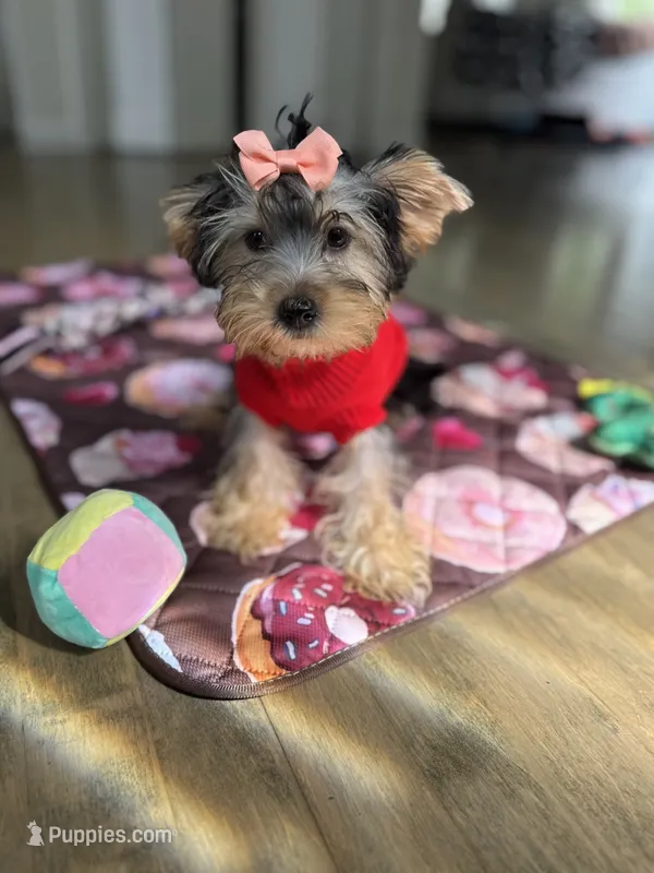 Mila – Yorkshire Terrier puppy for sale in Ludlow, MA