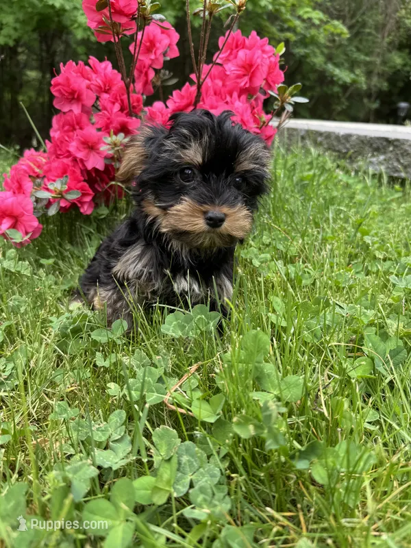 Rosie – Yorkshire Terrier puppy for sale in Ludlow, MA