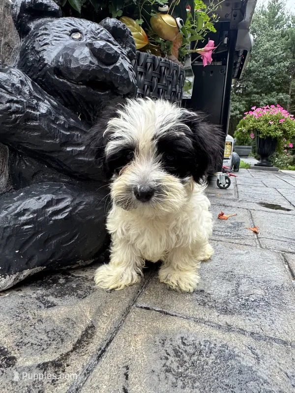 Oreo – Maltese, Yorkshire Terrier puppy for sale in Ludlow, MA
