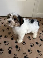 Tucker, a male Yorkshire Terrier for sale in Ludlow, MA – 2 of 4
