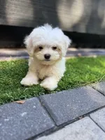 Maltese boy , a male Maltese for sale in Ludlow, MA – 3 of 4