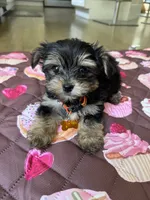 Yellow boy , a male Yorkshire Terrier for sale in Ludlow, MA – 1 of 3