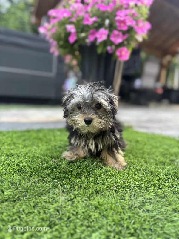 Oscar – Yorkshire Terrier puppy for sale in Ludlow, MA