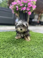 Oscar, a male Yorkshire Terrier for sale in Ludlow, MA – 2 of 3