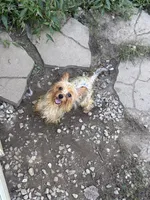 Millie, a female Yorkshire Terrier for sale in Ludlow, MA – 2 of 2