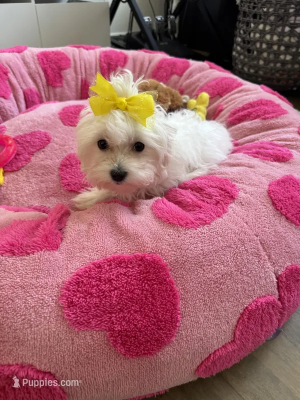 Akc FEMALE, a female Maltese for sale in Ludlow, MA – Photo 1 of 2