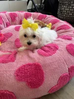 Akc FEMALE, a female Maltese for sale in Ludlow, MA – Photo 1 of 2