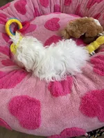 Akc FEMALE, a female Maltese for sale in Ludlow, MA – Photo 2 of 2