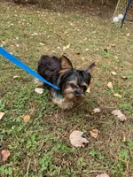 Yorkie, a male Yorkshire Terrier for sale in Ludlow, MA – Photo 2 of 2
