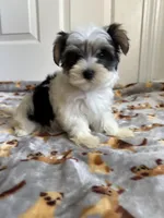 Girl 1, a female Yorkshire Terrier for sale in Ludlow, MA – Photo 3 of 3