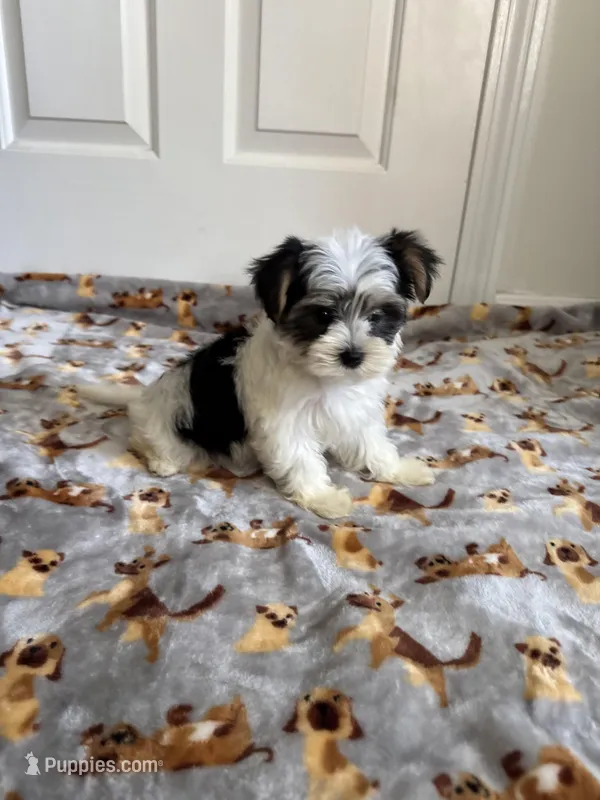 Girl 1, a female Yorkshire Terrier for sale in Ludlow, MA – Photo 1 of 3
