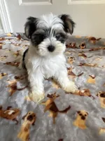 Girl 1, a female Yorkshire Terrier for sale in Ludlow, MA – Photo 2 of 3