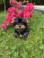 Rosie, a female Yorkshire Terrier for sale in Ludlow, MA – 2 of 6