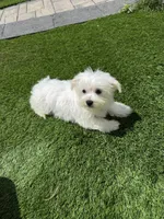 Maltese Charlie , a male Maltese for sale in Ludlow, MA – 2 of 2