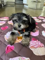 Yellow boy , a male Yorkshire Terrier for sale in Ludlow, MA – 2 of 3