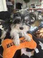 Dexter, a male Yorkshire Terrier for sale in Ludlow, MA – 3 of 5