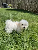 Boy 1, a male Maltese for sale in Ludlow, MA – Photo 5 of 6