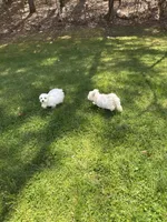 Boy 1, a male Maltese for sale in Ludlow, MA – Photo 6 of 6