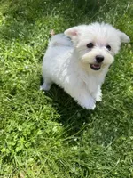 Boy 1, a male Maltese for sale in Ludlow, MA – Photo 2 of 6