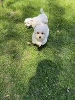 Boy 1, a male Maltese for sale in Ludlow, MA – Photo 4 of 6