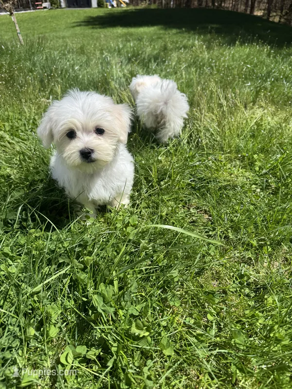 Boy 1 – Maltese puppy for sale in Ludlow, MA