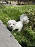 Boy 1, a male Maltese for sale in Ludlow, MA – Photo 3 of 6