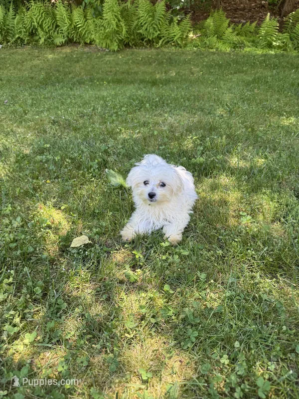 Maltese girl – Maltese puppy for sale in Ludlow, MA