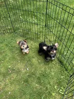 Rosie, a female Yorkshire Terrier for sale in Ludlow, MA – 6 of 6