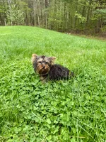 Lola, a female Yorkshire Terrier for sale in Ludlow, MA – 2 of 2
