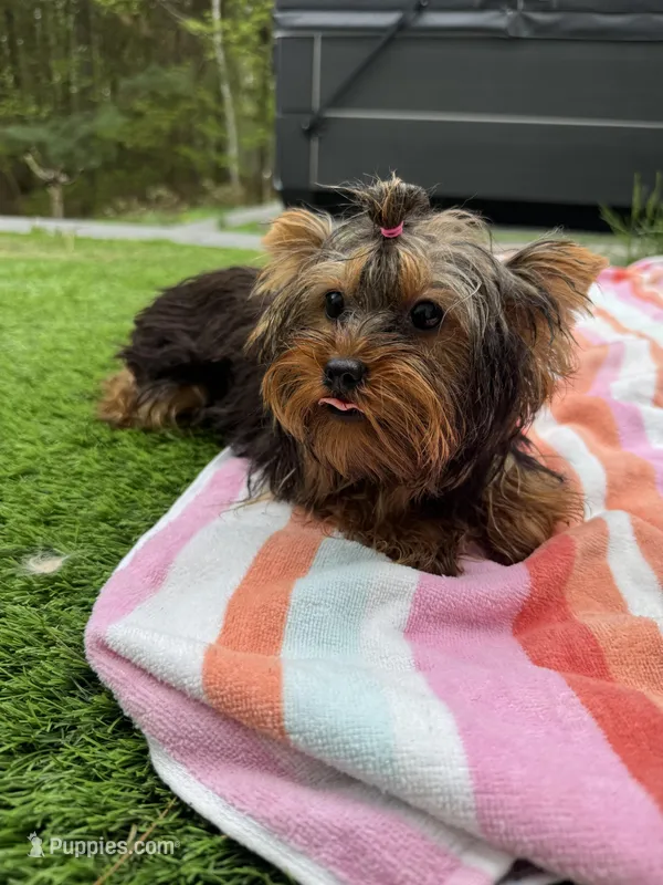 Lola – Yorkshire Terrier puppy for sale in Ludlow, MA