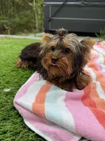 Lola, a female Yorkshire Terrier for sale in Ludlow, MA – 1 of 2
