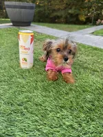 Tiny teacup, a female Yorkshire Terrier for sale in Ludlow, MA – 1 of 5