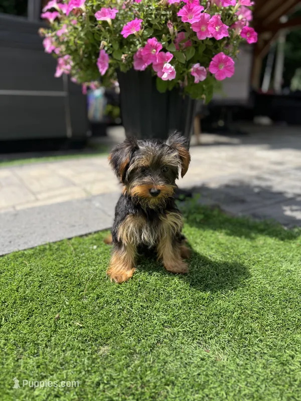 Molly – Yorkshire Terrier puppy for sale in Ludlow, MA