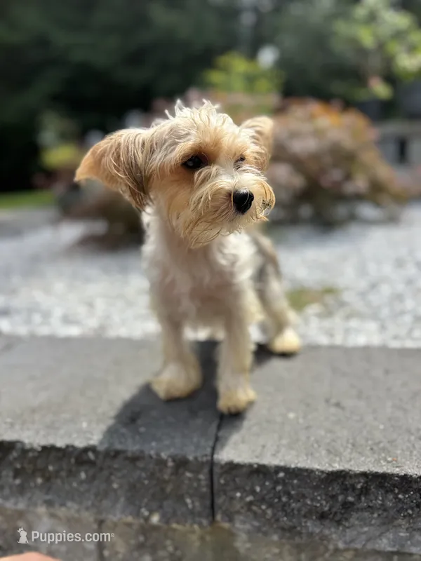 Serena – Yorkshire Terrier puppy for sale in Ludlow, MA