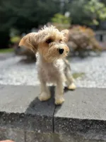 Serena, a female Yorkshire Terrier for sale in Ludlow, MA – 3 of 3