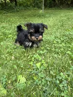 Minnie, a female Yorkshire Terrier for sale in Ludlow, MA – 3 of 5