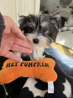 Dexter, a male Yorkshire Terrier for sale in Ludlow, MA – 2 of 5