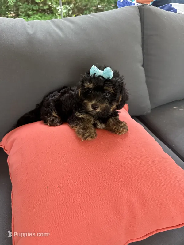 Holly – Yorkipoo, Yorkshire Terrier puppy for sale in Ludlow, MA