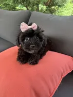 Daisy, a female Yorkshire Terrier and Poodle - Toy  for sale in Ludlow, MA – 5 of 5