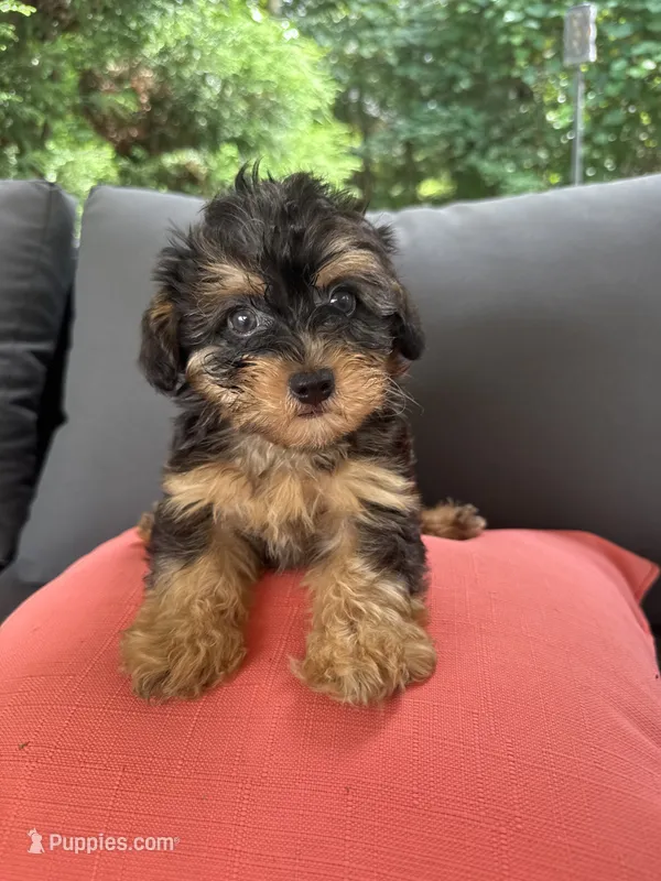 Luie  – Yorkshire Terrier, Poodle - Toy  puppy for sale in Ludlow, MA