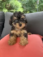 Luie , a male Yorkshire Terrier and Poodle - Toy  for sale in Ludlow, MA – 1 of 3
