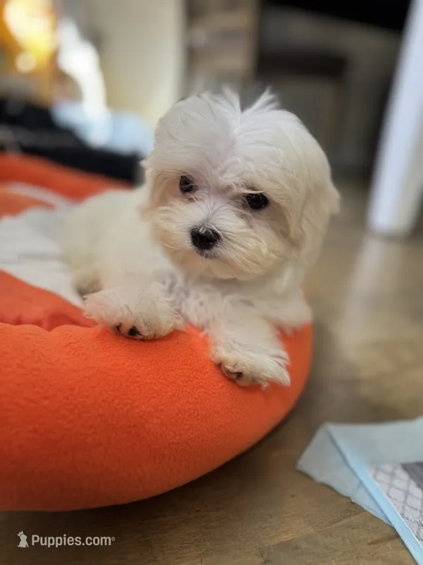Maltese boy  – Maltese puppy for sale in Ludlow, MA